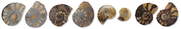Ammonite Fossils